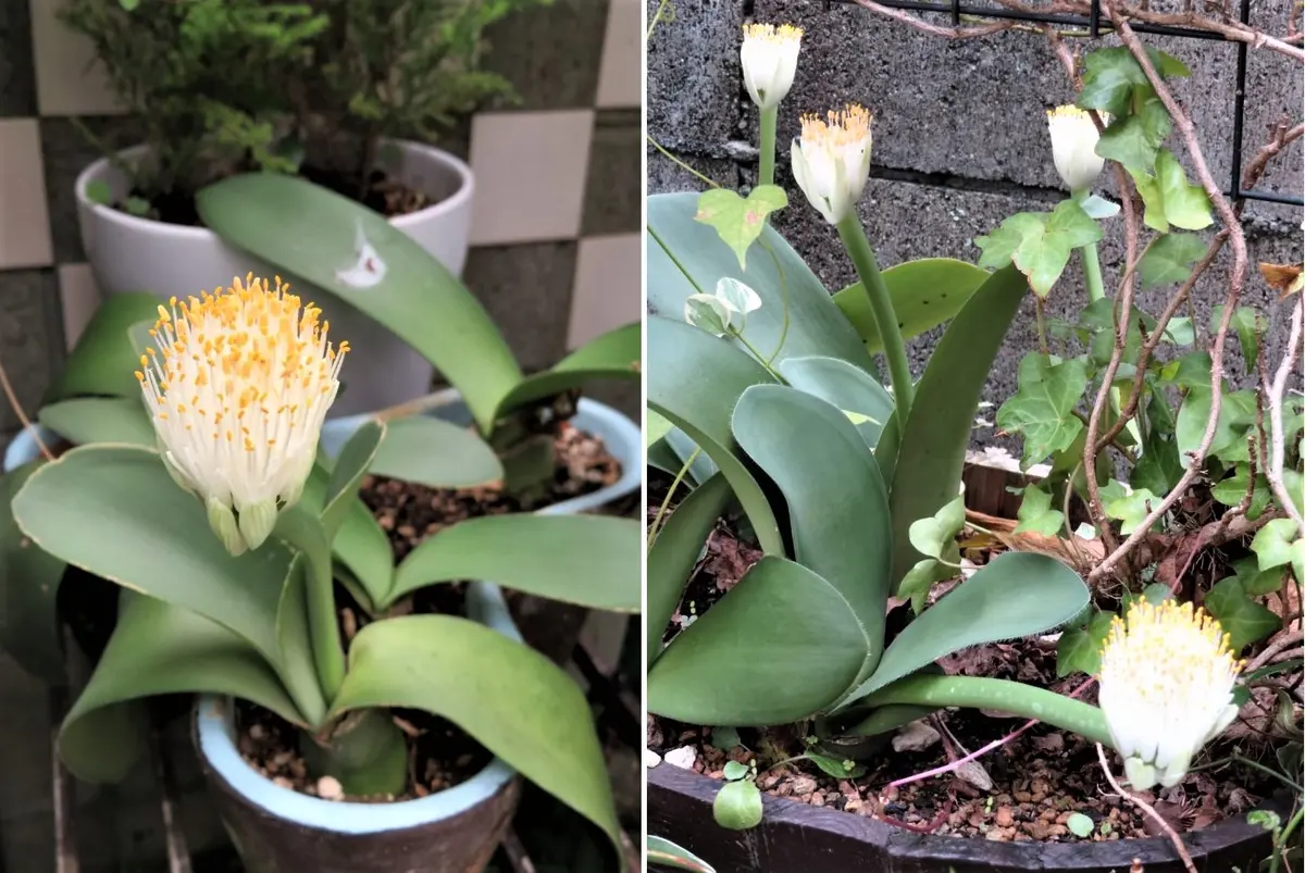 マユハケオモトの花｜園芸日記byロッキー｜みんなの趣味の園芸｜619802