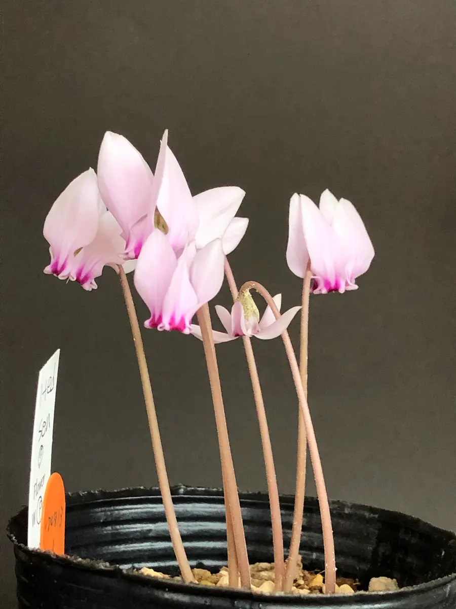 MINATO様 専用 原種シクラメン ヘデリフォリウム ヴェルデ 原種系