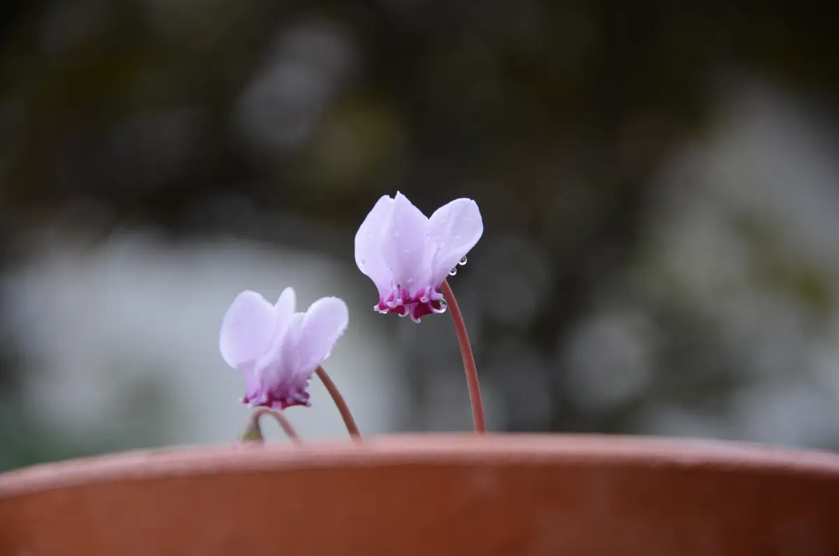 ドウダンツツジ 白花 2本セット/ 812 ドウダンツツジ 白花 2本セット