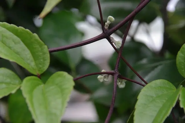 老爺柿・雌雄株｜園芸日記byボタンちゃん｜みんなの趣味の園芸｜