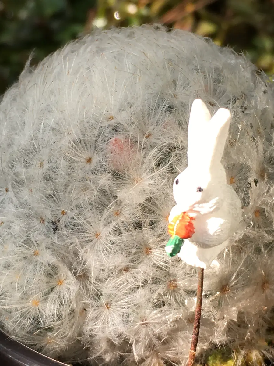 うさぎのほっぺ 🌵｜園芸日記bymilmil｜みんなの趣味の園芸｜622684