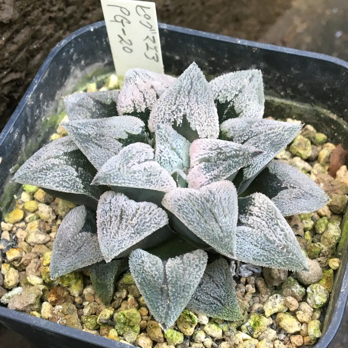70H ハオルチア 多肉植物 指輪物語錦1頭糊斑 自家繁殖
