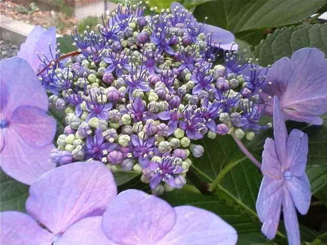 紫陽花｜園芸日記bykomin｜みんなの趣味の園芸｜62438