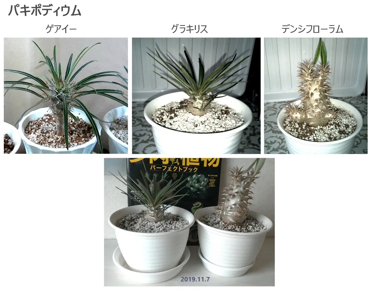 パキポディウムグラキリス3株セット販売