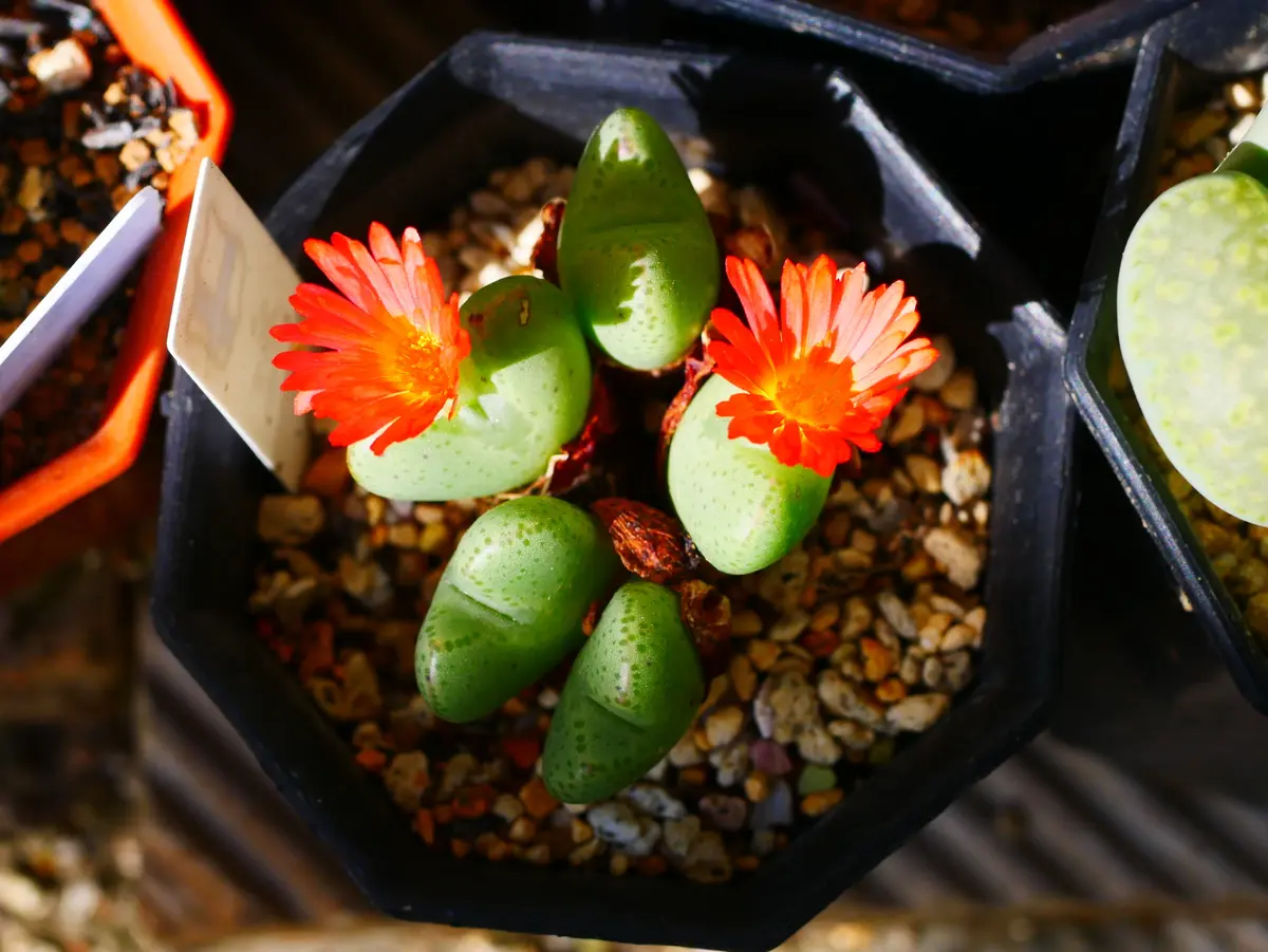 多肉植物　コノフィツム　赤鬼 赤いコノフィツム｜園芸日記byうめ｜みんなの趣味の園芸｜626015