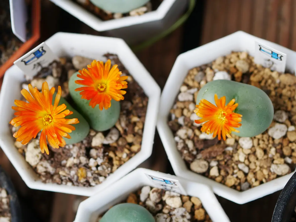 赤いコノフィツム｜園芸日記byうめ｜みんなの趣味の園芸｜626015