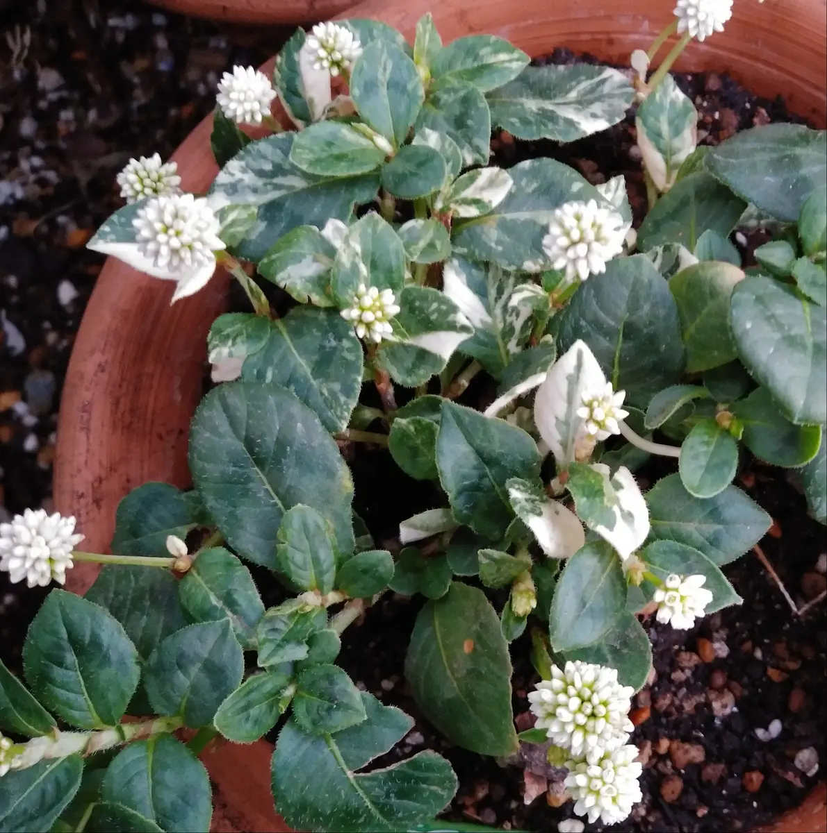 ポリゴナムご相談