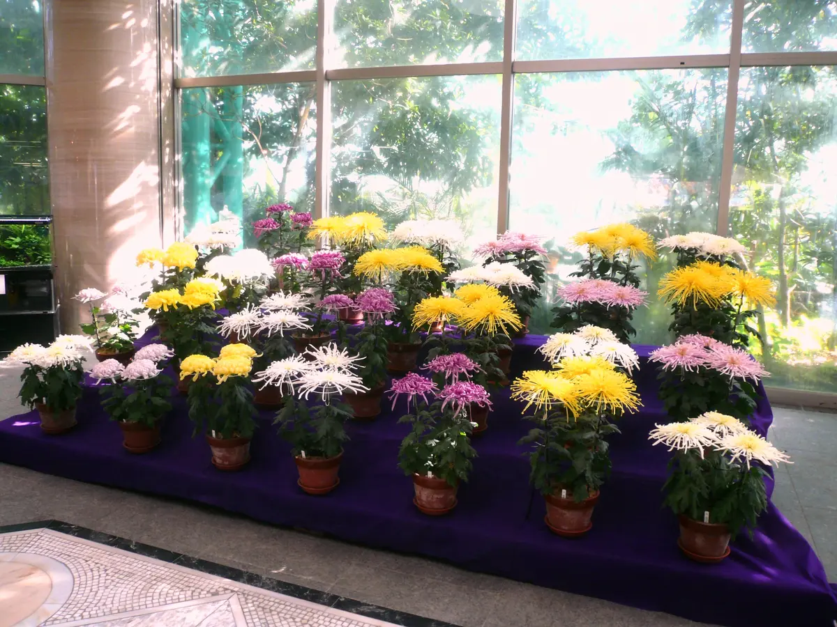 大菊展示しています｜園芸日記by草津市立水生植物公園みずの森