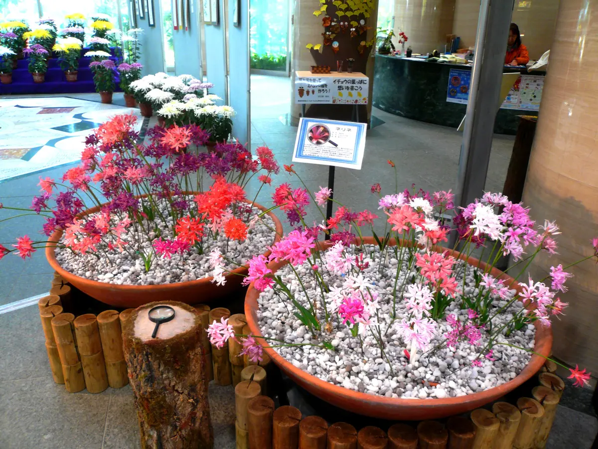 大菊展示しています｜園芸日記by草津市立水生植物公園みずの森
