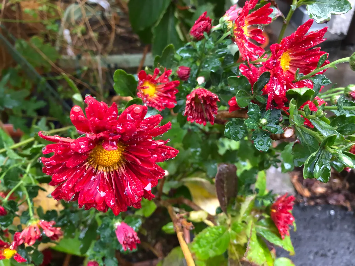 ハイビスカス2輪開花｜園芸日記byrumikoh｜みんなの趣味の園芸