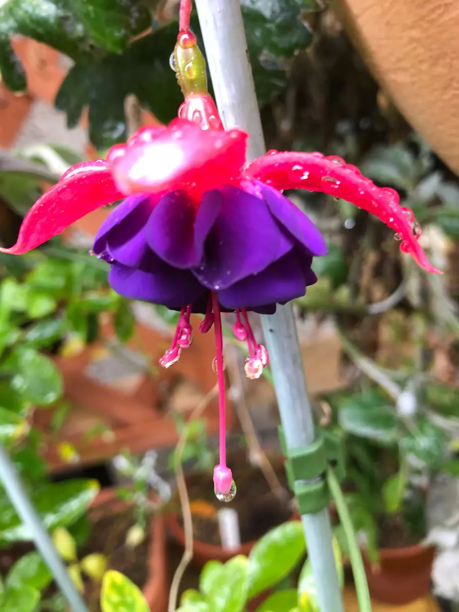 ハイビスカス2輪開花｜園芸日記byrumikoh｜みんなの趣味の園芸
