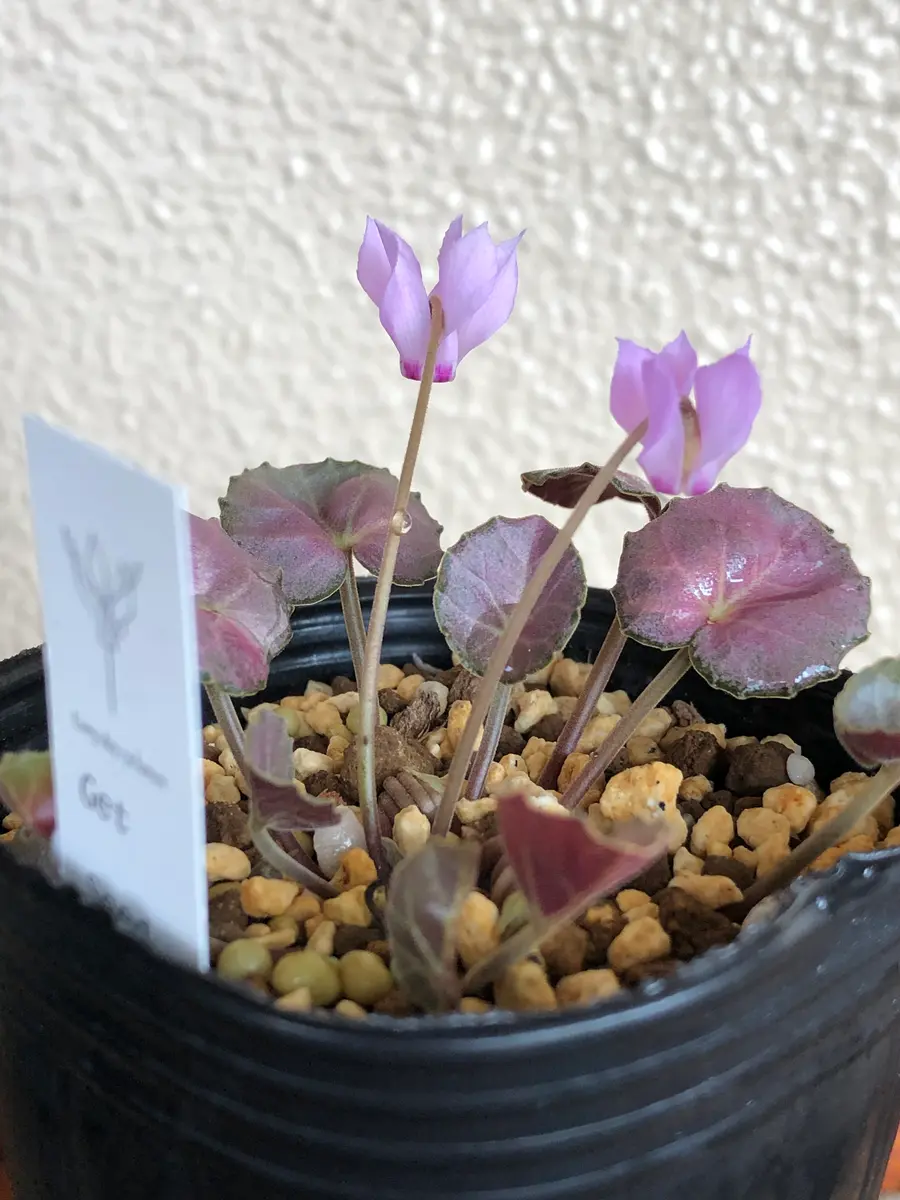 植物販売】兵庫県宝塚市㈱陽春園植物場ネット通販 原種