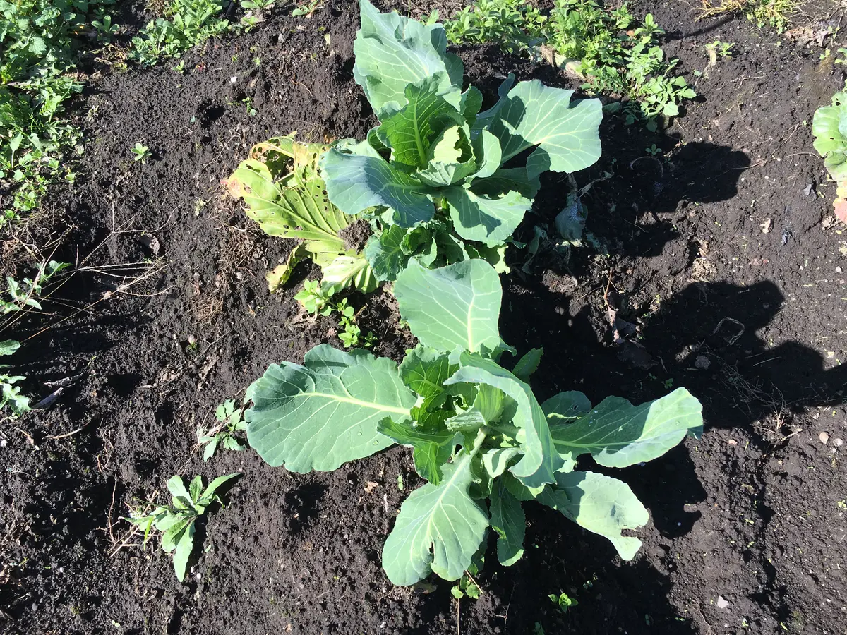 もものすけ｜園芸日記byくーちゃん｜みんなの趣味の園芸｜631099