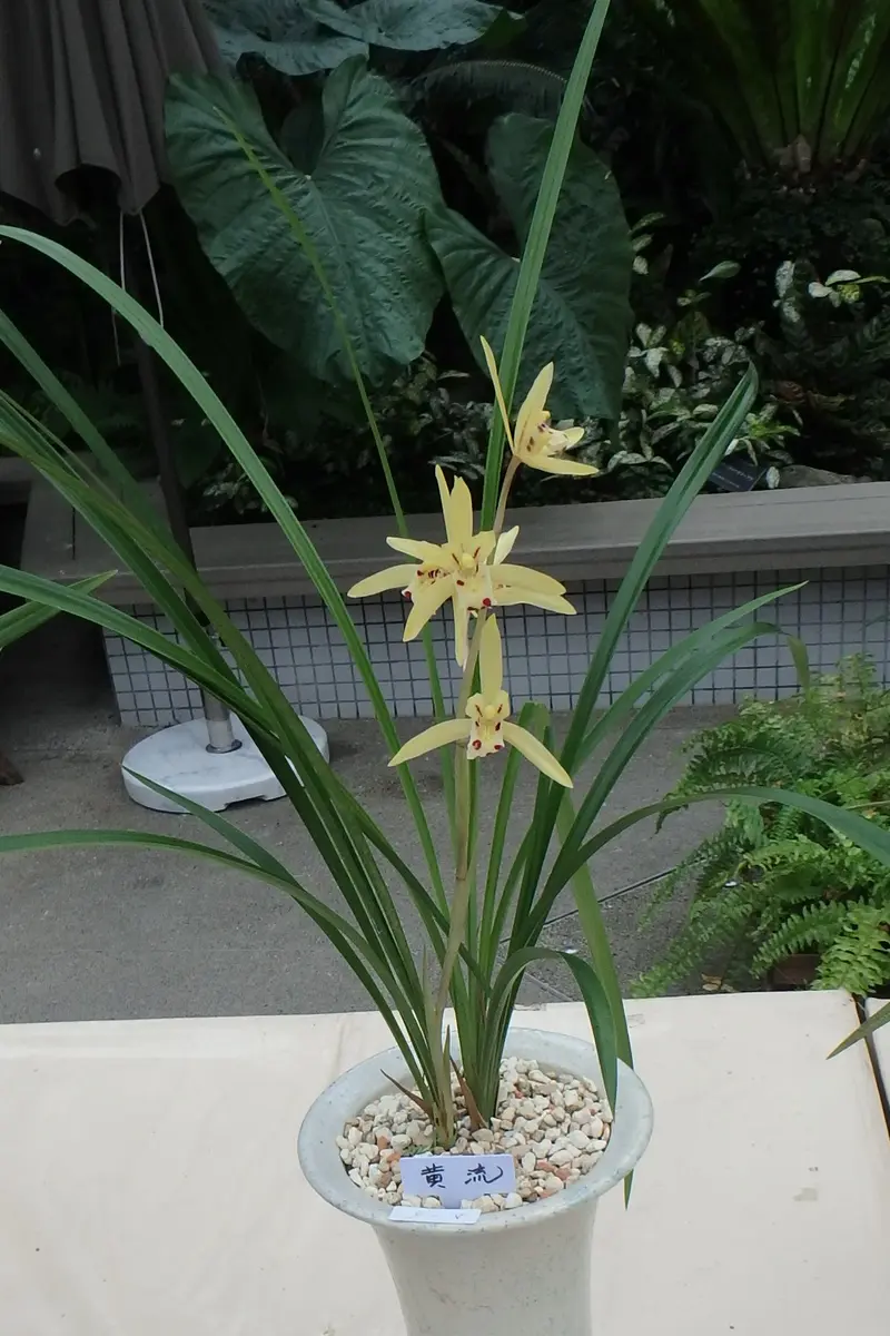 咲くやこの花館の散歩道27（寒蘭展）｜園芸日記byカワモチ