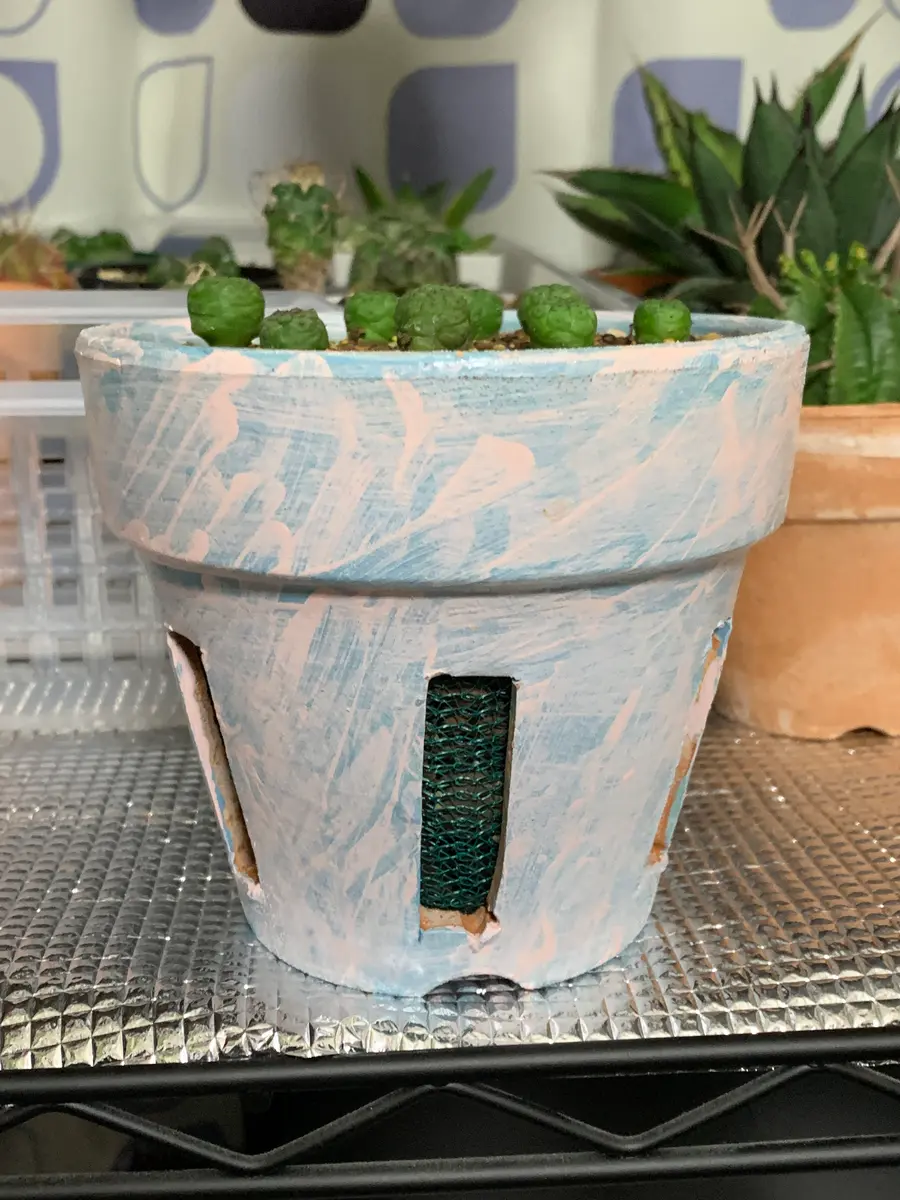 鉢植え 込 ユーフォルビア ユニスピナ 沖縄育ち（鉢について