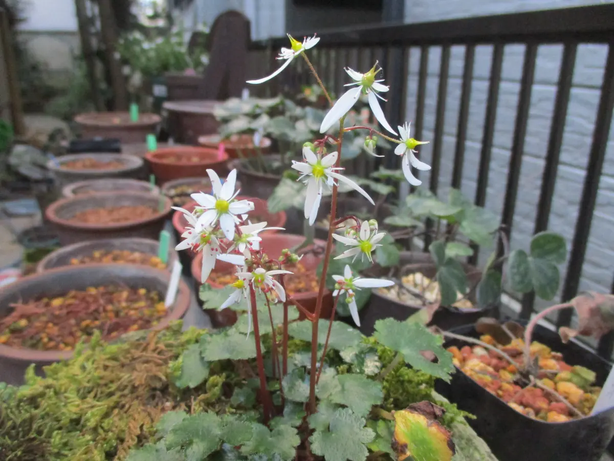 山野草、秋～冬｜園芸日記byoldna｜みんなの趣味の園芸｜631862