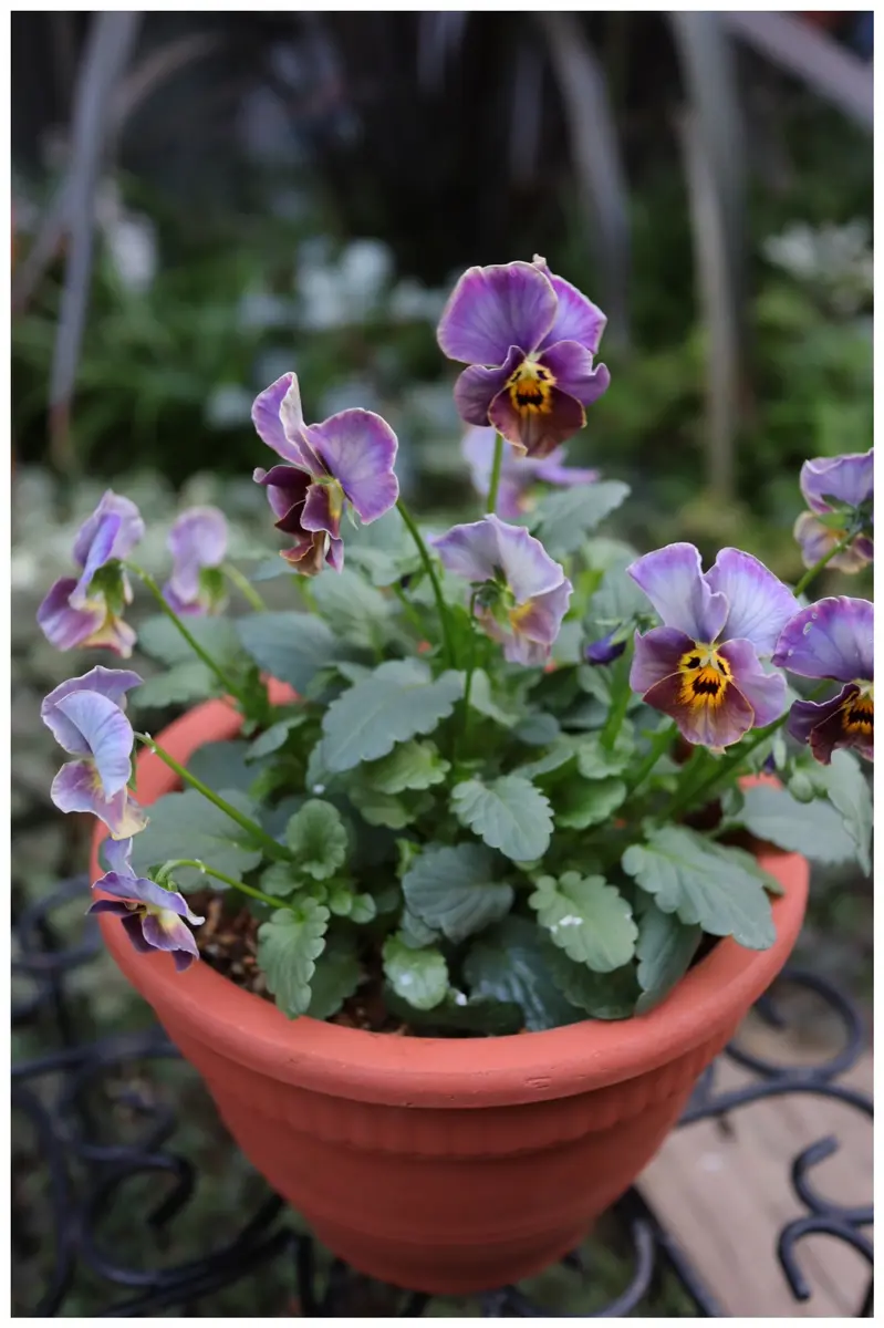 1/9ヌーヴェル・ヴァーグ 5代目か？「🌼2026年開花🌼 🌿種