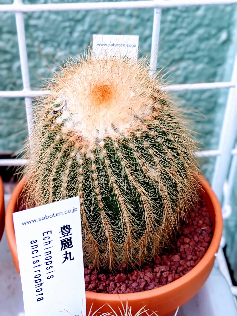 柱サボテンの金晃丸｜園芸日記byピグモン｜みんなの趣味の園芸｜633656