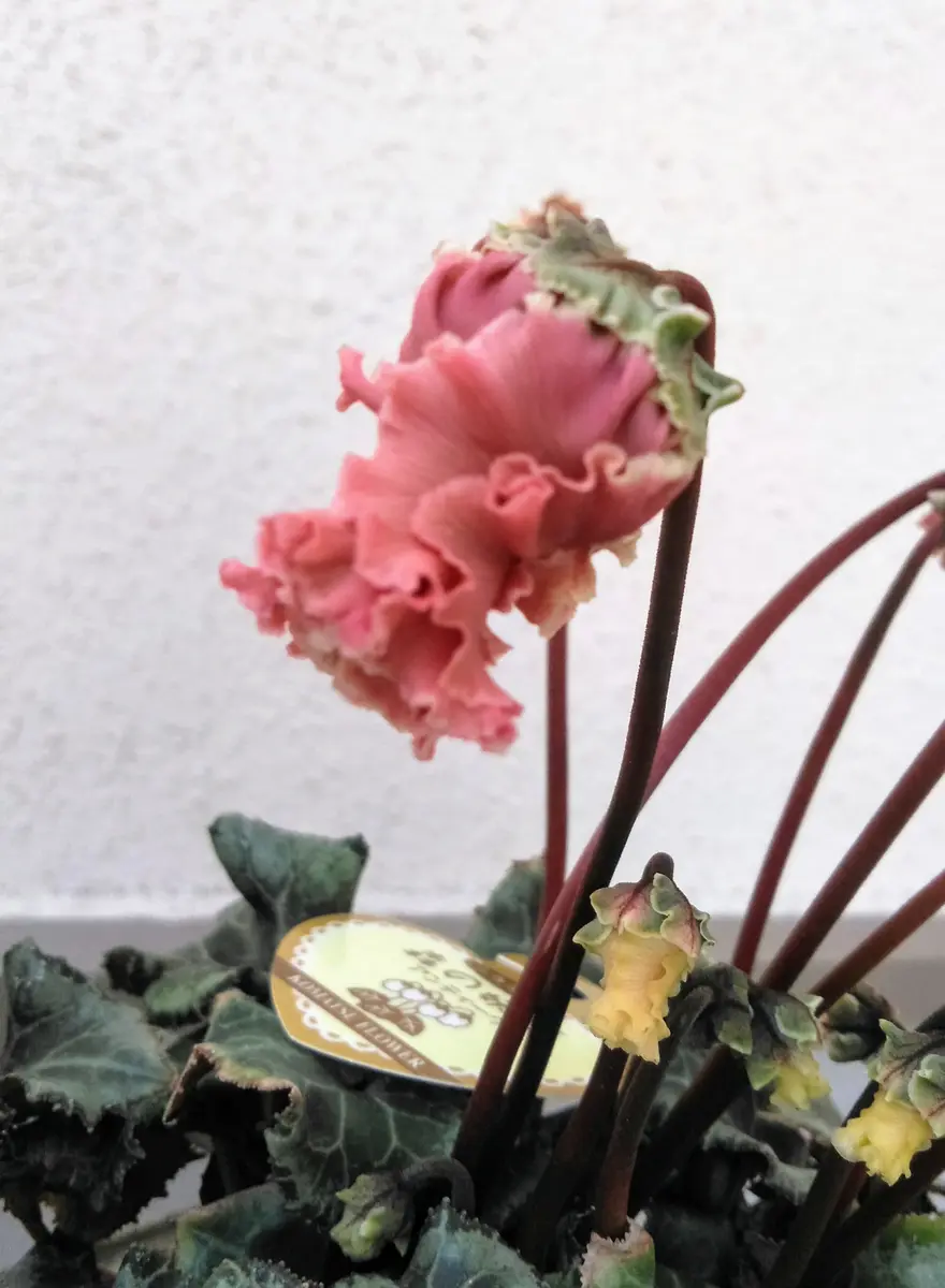 森の妖精アンティーク｜園芸日記byさいちぇん｜みんなの趣味の園芸｜634329