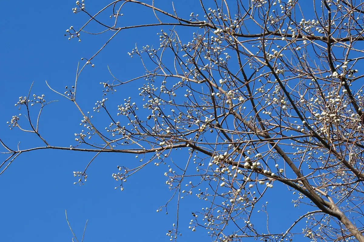 11060.早期予約。ナンキンハゼ。ナンキンハゼの実。予約専用ページ。スワッグ 楽天市場】ナンキンハゼ 単木 2.5m 露地 苗木 : トオヤマグリーン