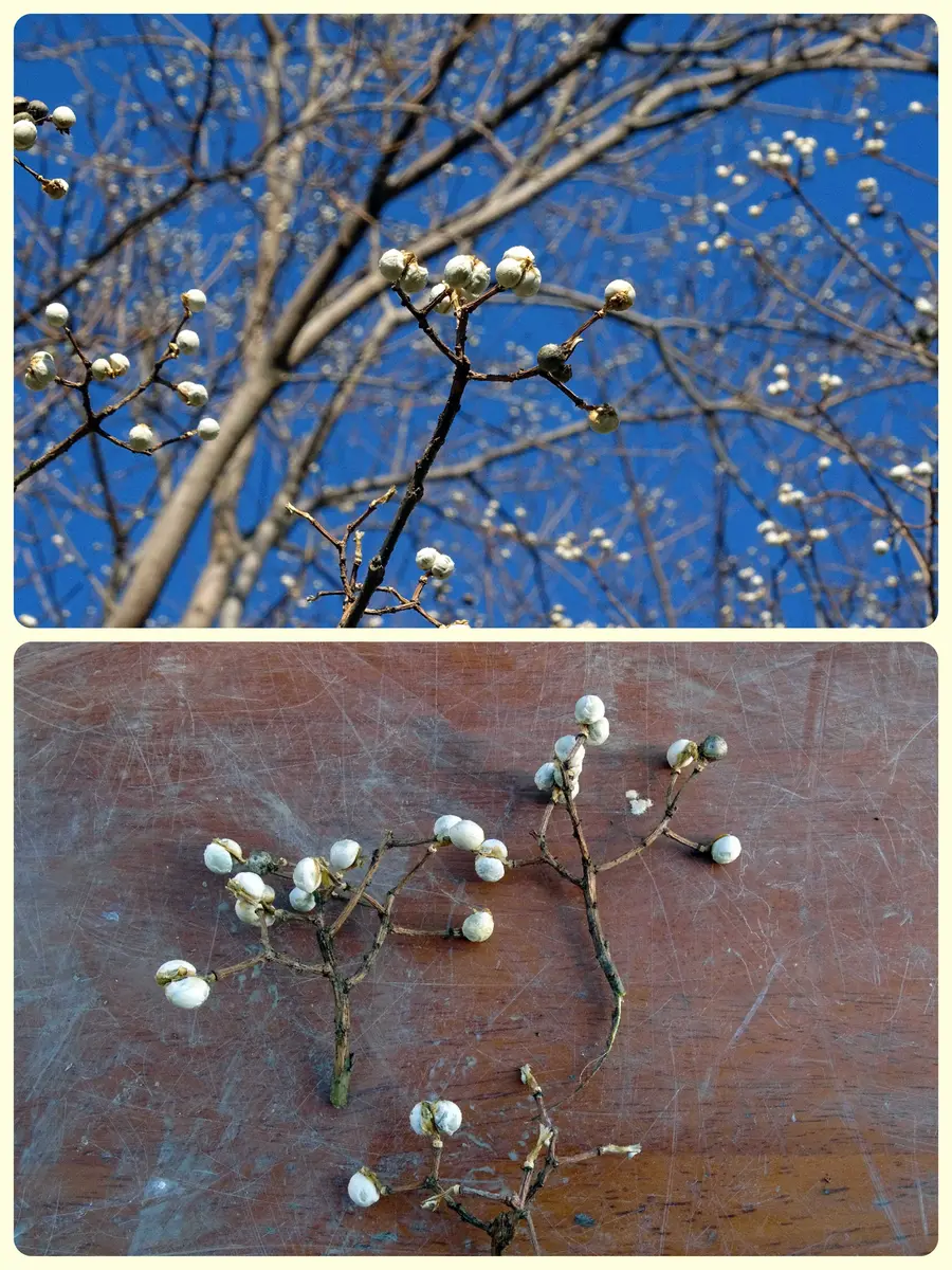 現実の実 ナンキンハゼの実。ナンキンハゼ。