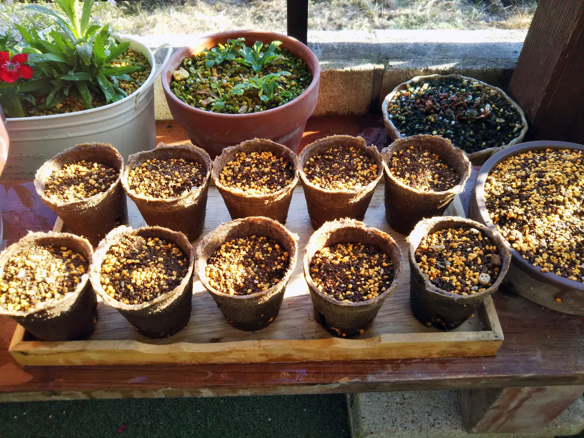 ナンキンハゼの実を採りに！｜園芸日記byKite.com｜みんなの趣味の園芸