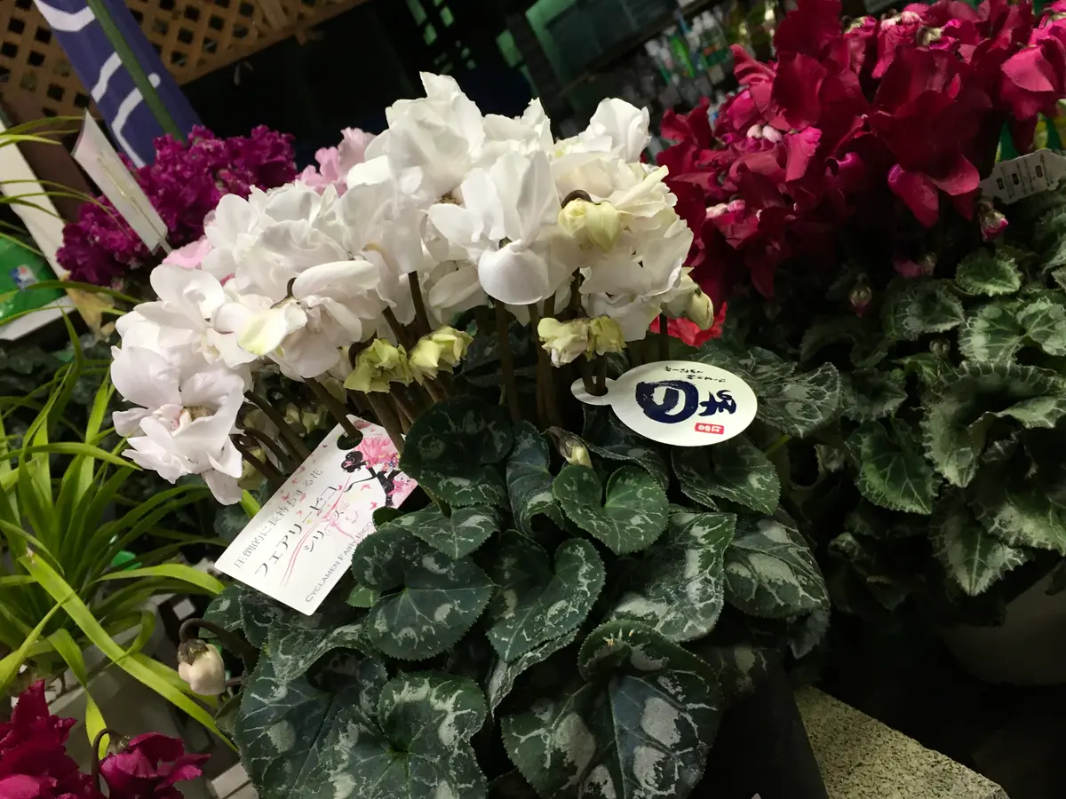 ロク様 リクエスト 2点 まとめ商品 シクラメン 赤い彗星