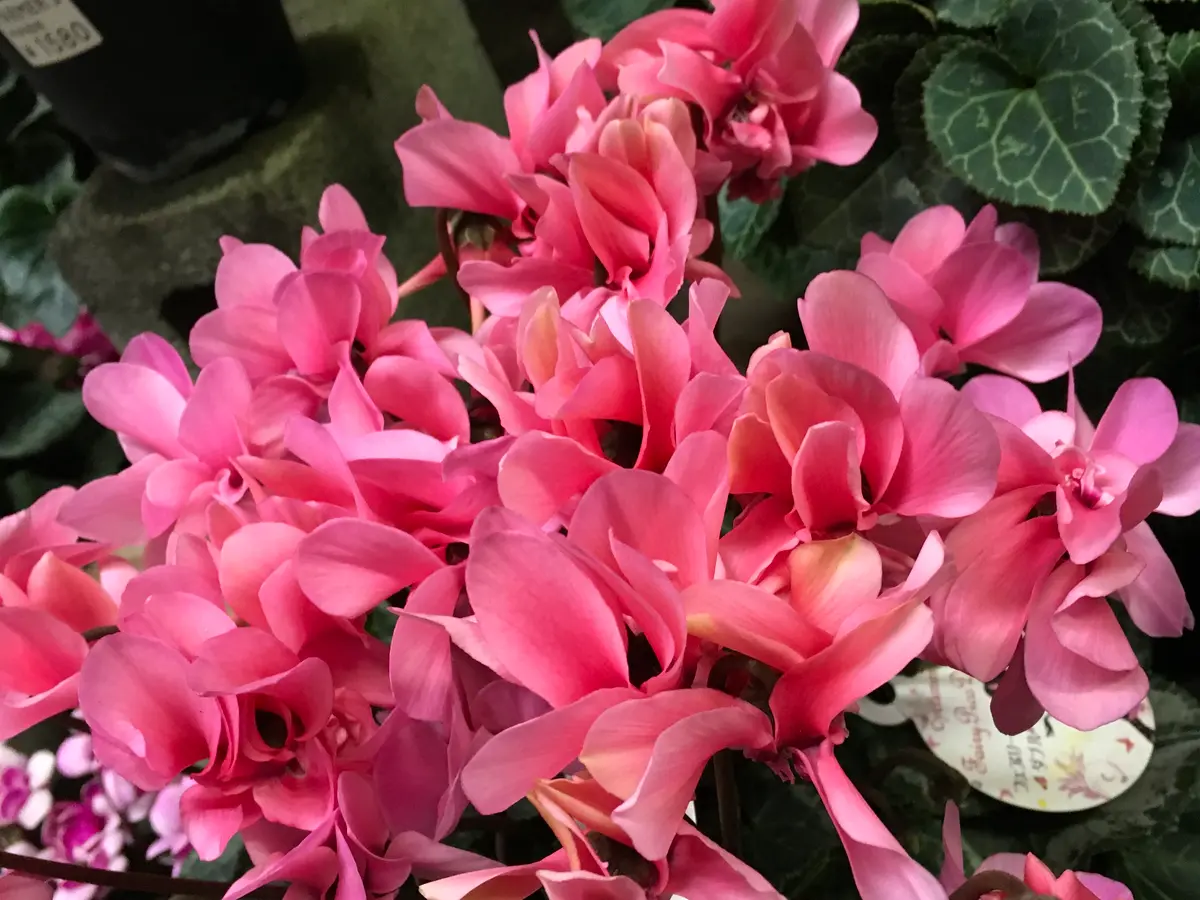 ロク様 リクエスト 2点 まとめ商品 シクラメン 赤い彗星