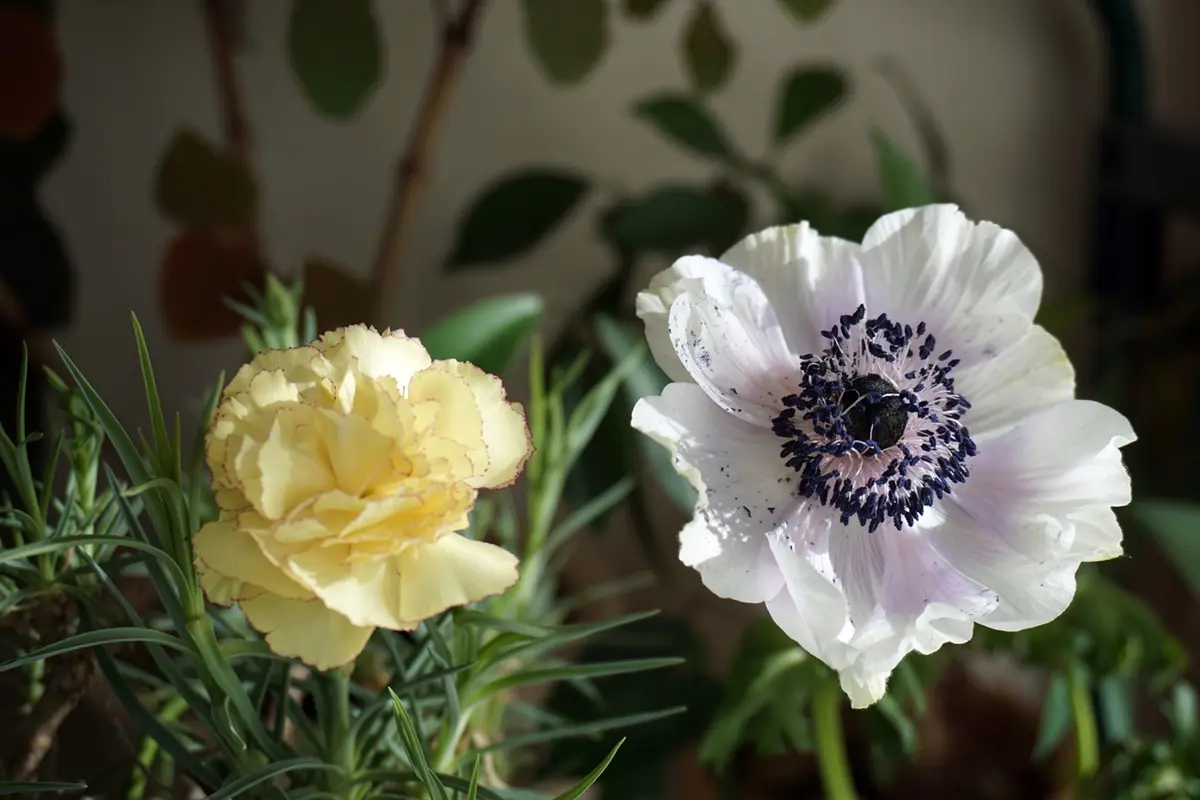 アネモネ2番花｜園芸日記byはっち｜みんなの趣味の園芸｜635975
