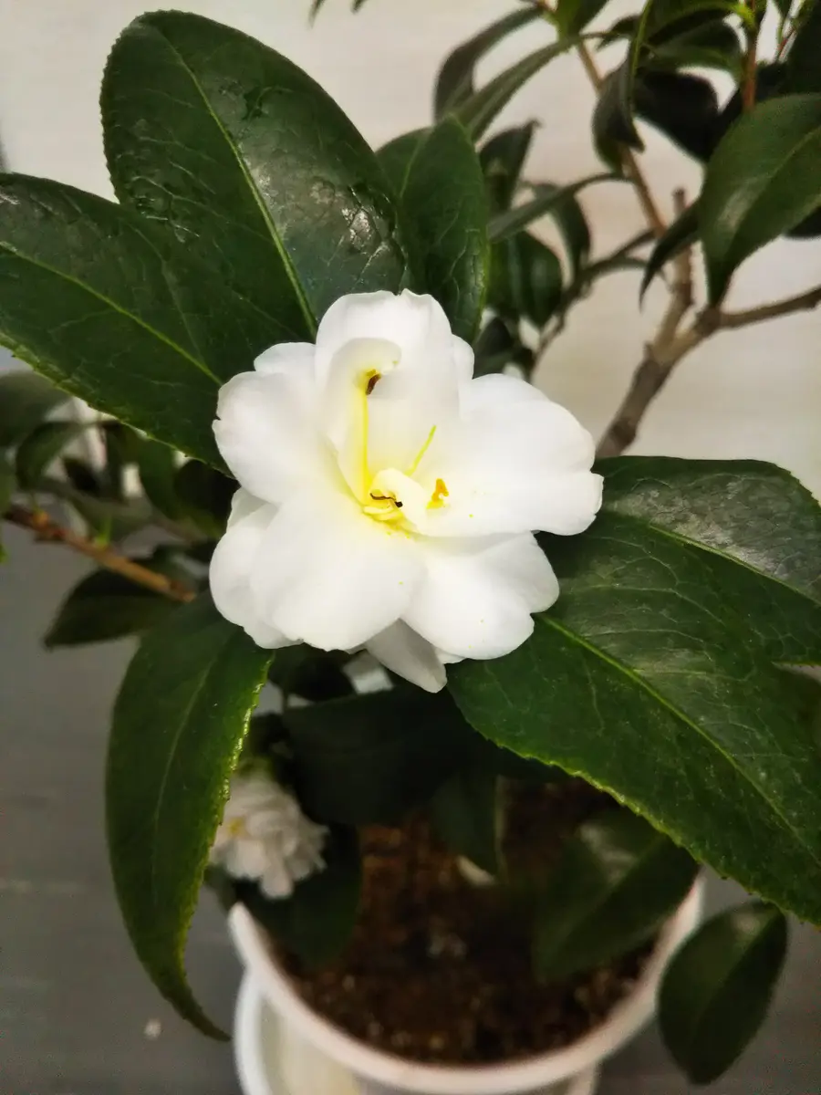 つばき　苗　姫白雪(ひめしらゆき)古典椿苗木 蕾開花 つばき苗姫白雪(ひめしらゆき)古典椿苗木 蕾開花