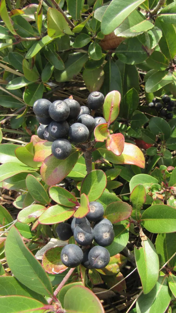 シャリンバイの種類｜園芸日記byshinji70｜みんなの趣味の園芸｜637436