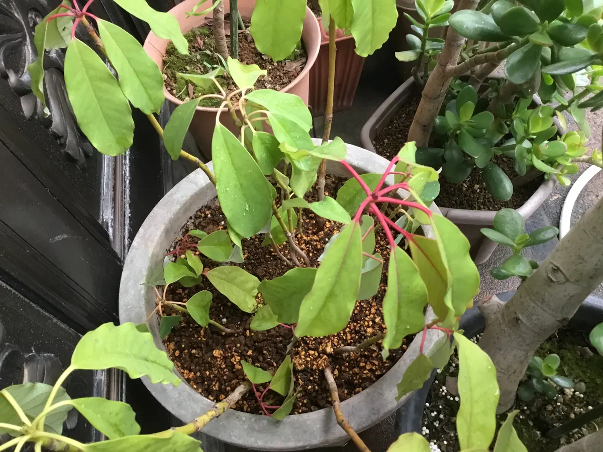 ゆずり葉 斑入り万両｜園芸日記byぽよん｜みんなの趣味の園芸｜637466