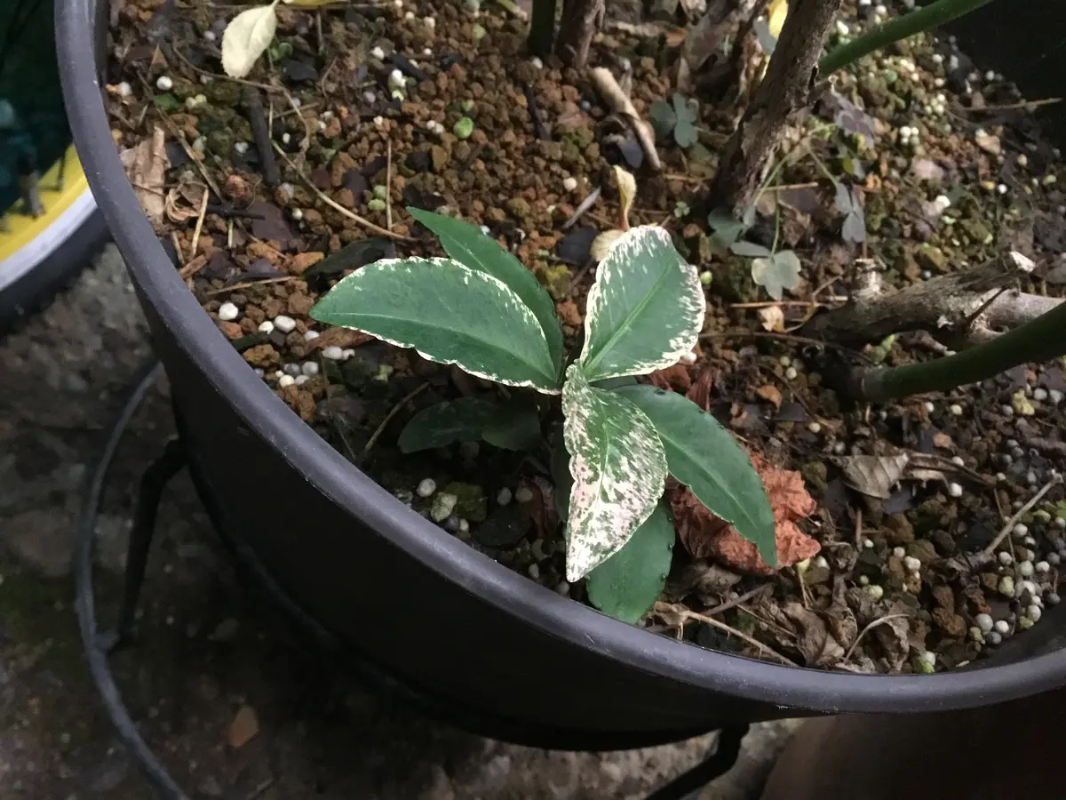 ゆずり葉 斑入り万両｜園芸日記byぽよん｜みんなの趣味の園芸｜637466