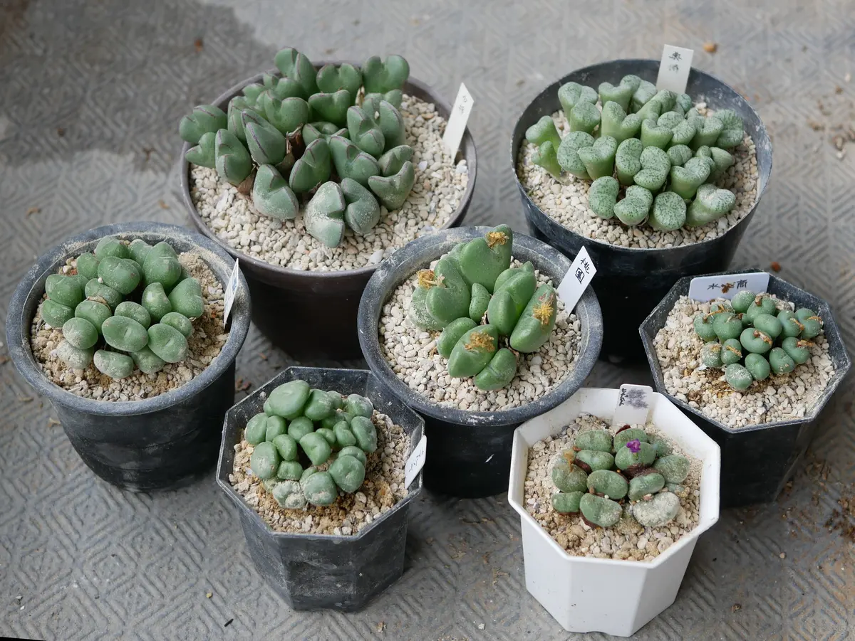 楽天市場】（多肉植物）コノフィツム 水玉 2号（1鉢） : charm