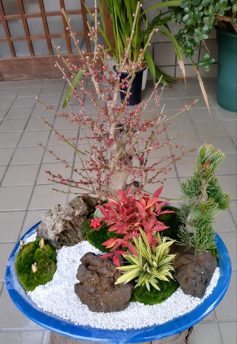 松竹梅の寄せ植え！｜園芸日記by富山昌克（トミー）｜みんなの趣味の