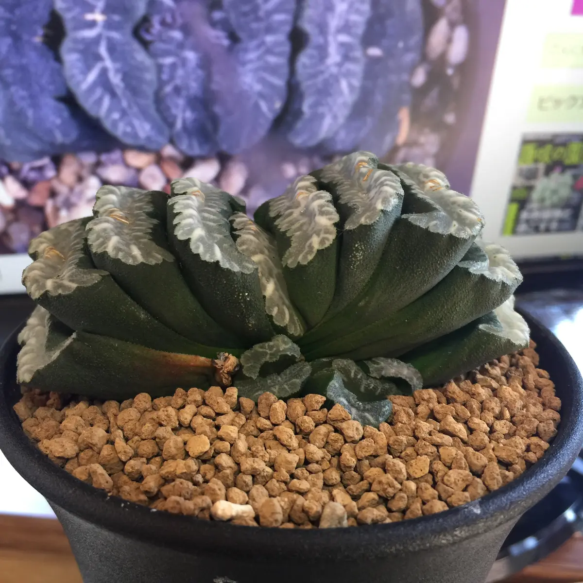 ハオルチア 玉扇錦「M字マグニフィカ大型ブルーレンズ錦」 親木