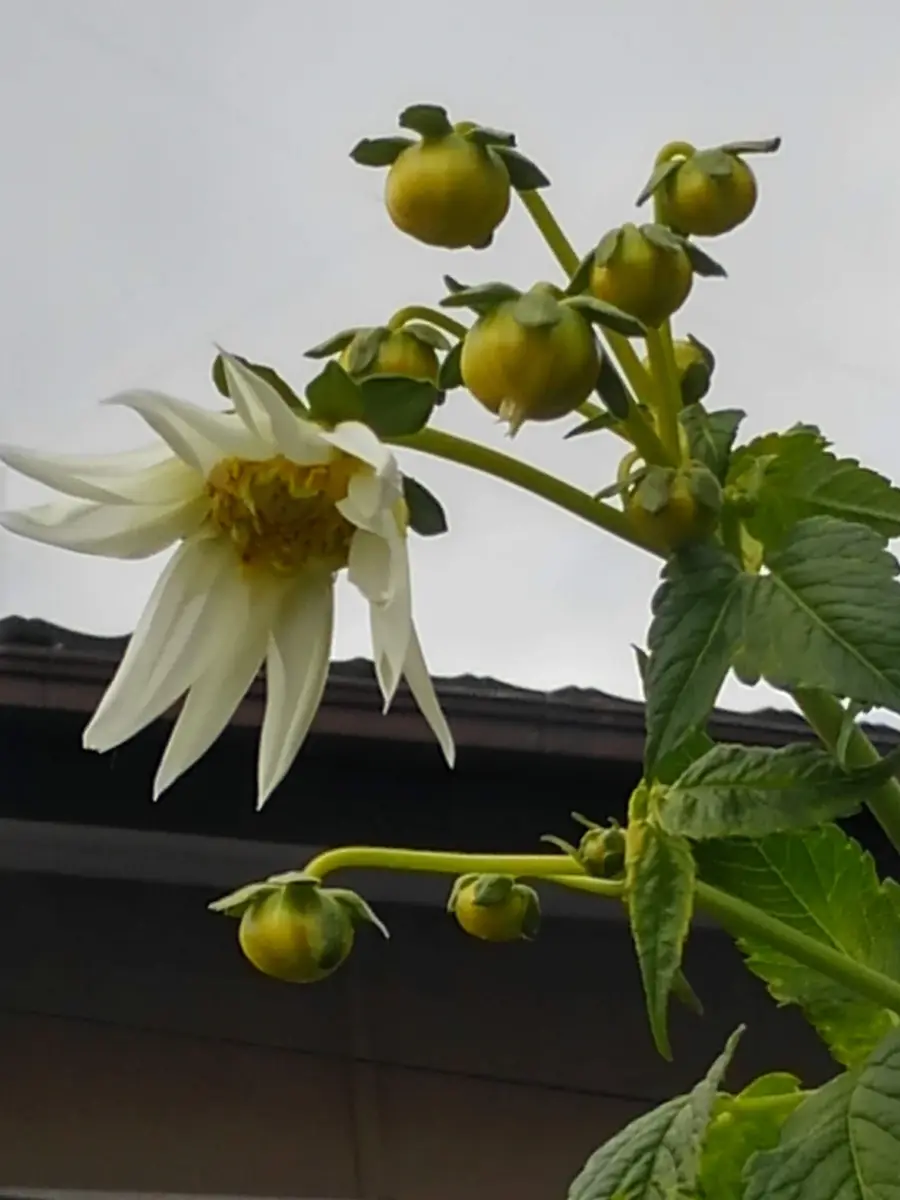 白花皇帝ダリア咲いた🌼咲いた🎶｜園芸日記byみれママ｜みんなの趣味の