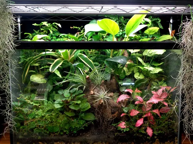 パルダリウムの植物 Vol2 | アクアショップフィン 店長ブログ