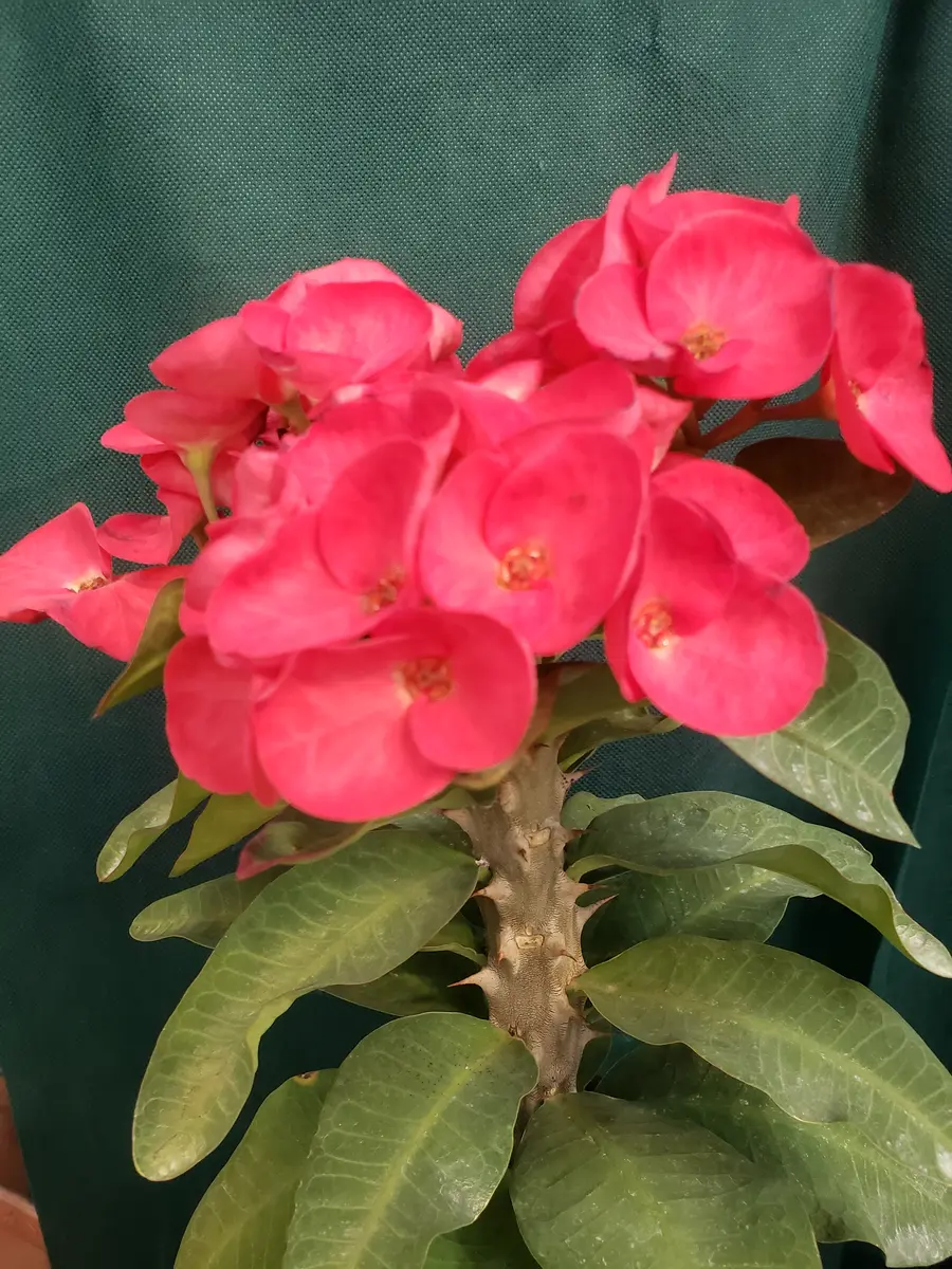 八福神(花キリン)｜園芸日記by金子 明人｜みんなの趣味の園芸｜639990