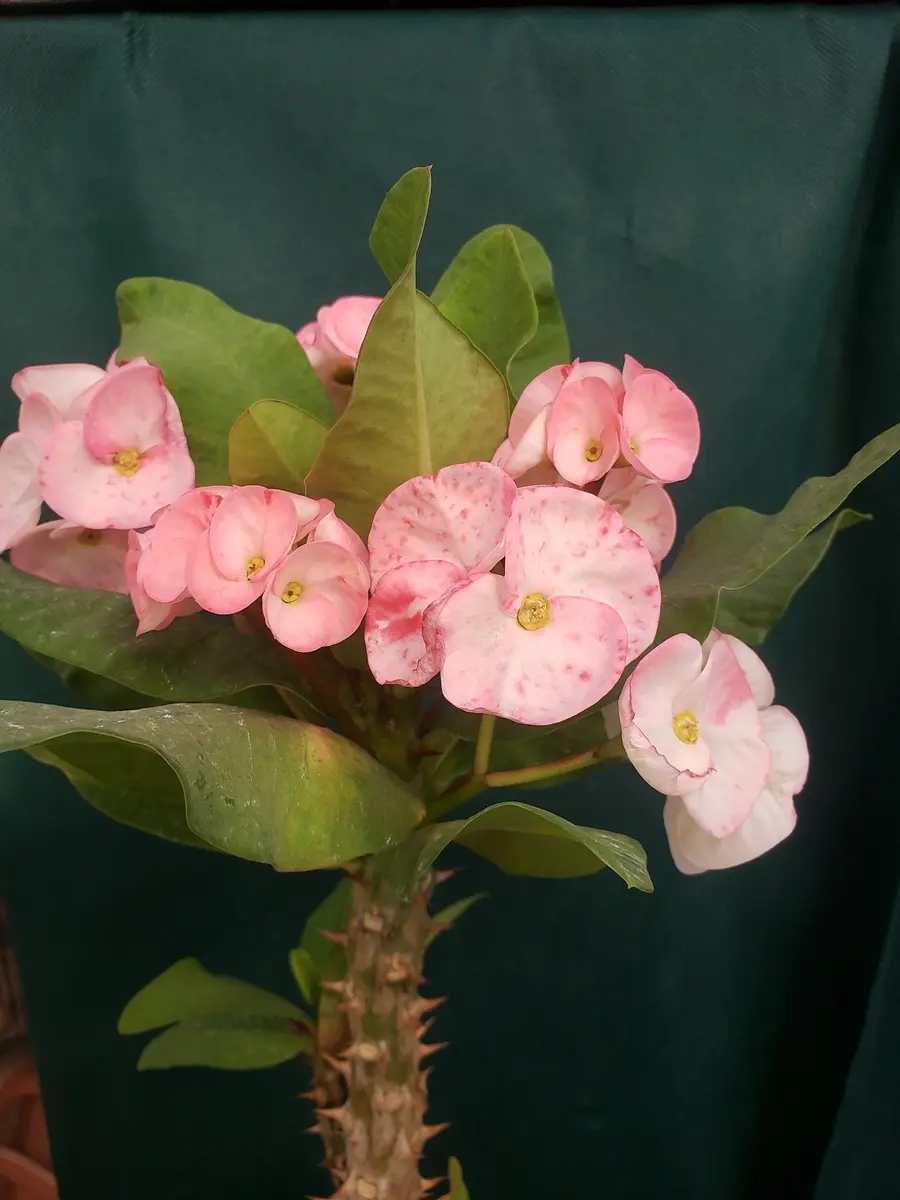 八福神(花キリン)｜園芸日記by金子 明人｜みんなの趣味の園芸｜639990