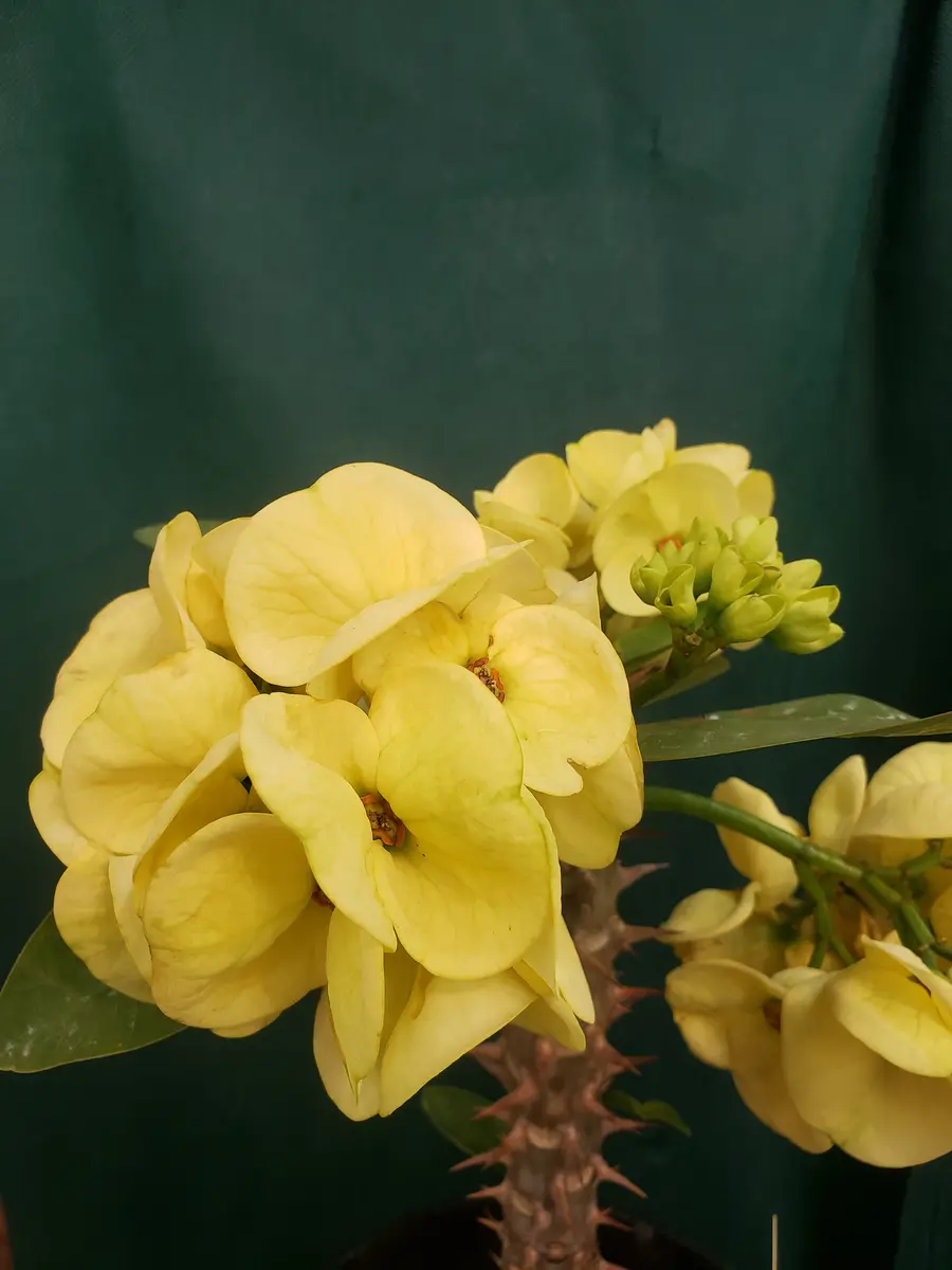 八福神(花キリン)｜園芸日記by金子 明人｜みんなの趣味の園芸｜639990