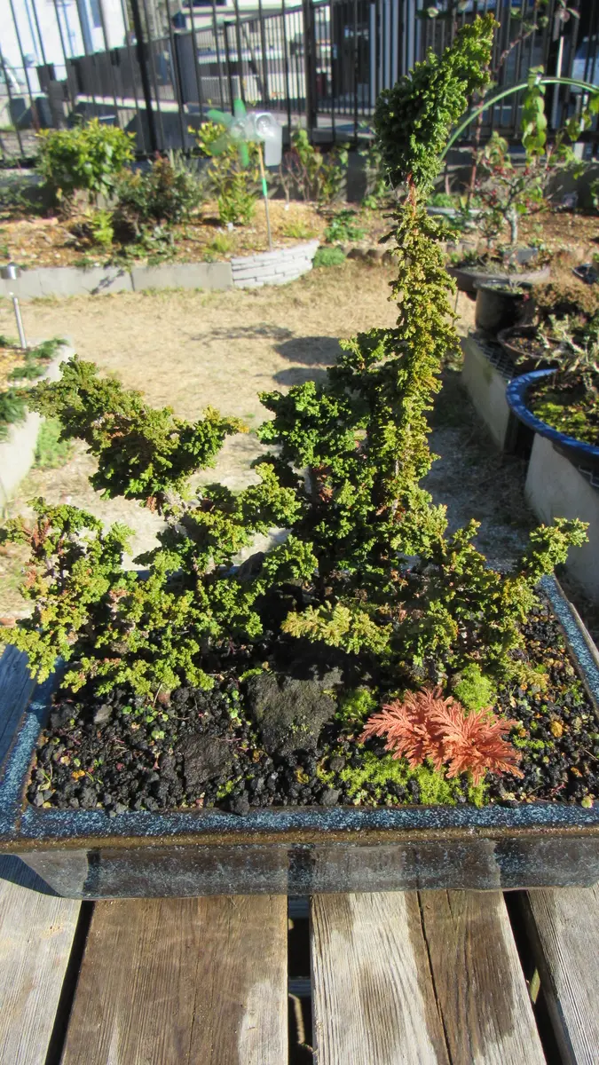 地味～な話題-砂苔と黄金シダ｜園芸日記byshinji70｜みんなの趣味の