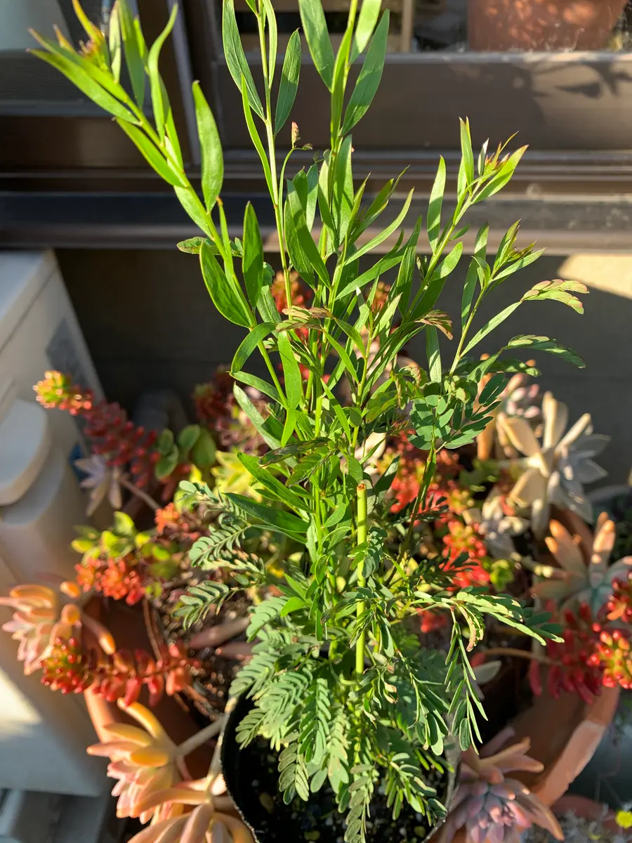 [植物売ります] アカシア ブリスベーンワトル アカシア ブリスベーンワトル｜園芸日記byAMI｜みんなの趣味の園芸｜640393