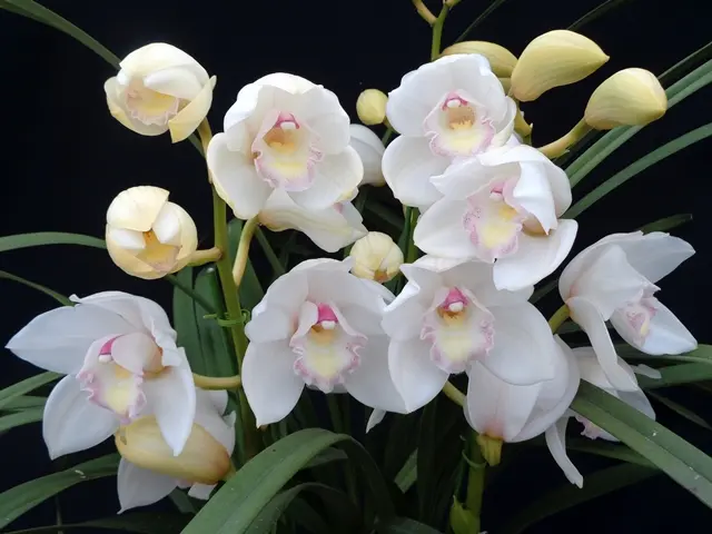 ザツーバージンズが咲き始めました｜園芸日記byこんちゃん｜みんなの