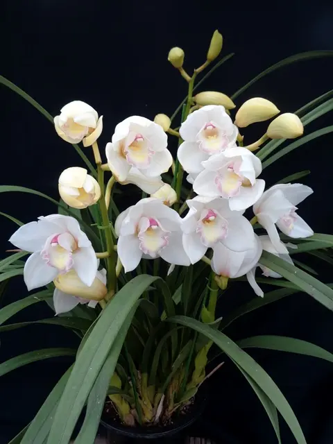 ザツーバージンズが咲き始めました｜園芸日記byこんちゃん｜みんなの