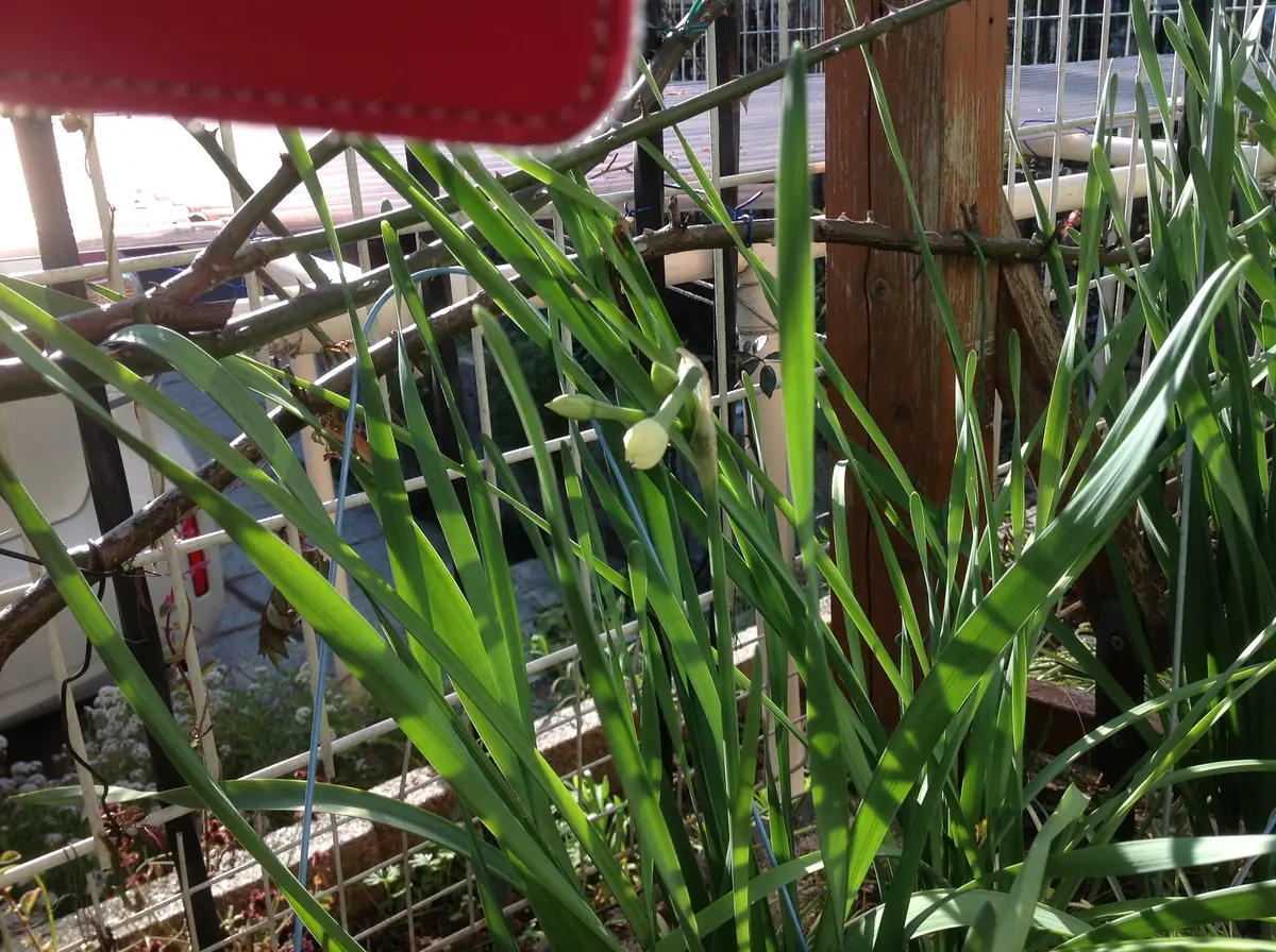 日本水仙の蕾がやっと咲こうとしています。｜園芸日記by花フェスタ 
