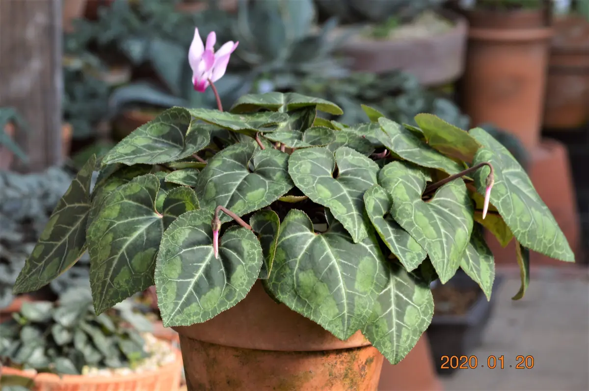 シクラメンの花｜園芸日記by鹿せんべい｜みんなの趣味の園芸｜642942