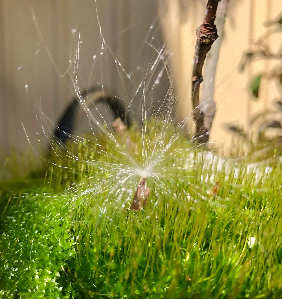 ケサランパサラン😊｜園芸日記byいでさわ｜みんなの趣味の園芸｜642948