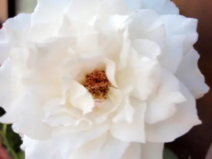 バラのシベ②｜園芸日記by愛は花。｜みんなの趣味の園芸｜64358