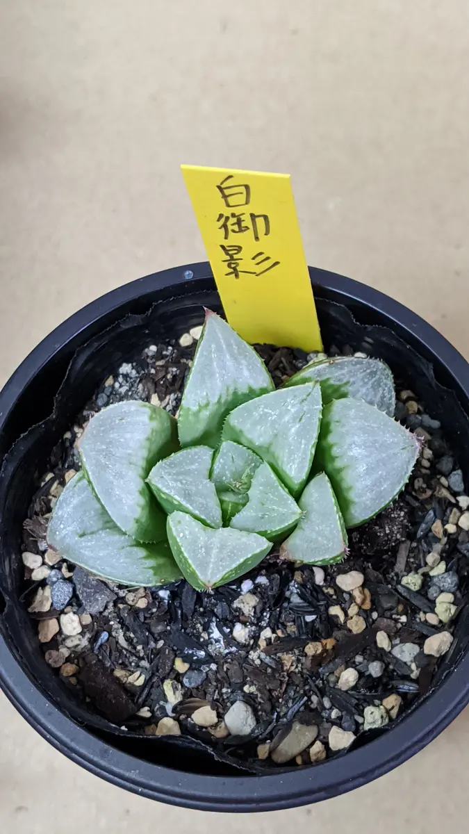 多肉植物 ハオルチア ピンクレディー白銀城×ETC 実生カキコ A-24